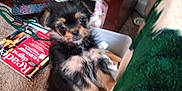 Izzie joined the competition — help win amazing prizes! animal, black_fur, blanket, blurry, books, carpet, clutter, curious, cute, dog, fabric, fur, home, indoor, pet, puppy, shelf, small_dog, standing, tan_fur