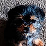 adorable, animal, black, carpet, cute, dog, drool, face, fur, furry, indoor, looking_up, mischievous, nose, pet, puppy, sitting, small, tan, young