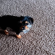 Izzie joined the competition — help win amazing prizes! animal, black, brown, canine, carpet, cute, dog, domestic_animal, drool, floor, fur, indoor, looking_up, mammal, pet, puppy, small_dog, standing, texture, young_dog