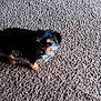 animal, black, brown, canine, carpet, cute, dog, domestic_animal, drool, floor, fur, indoor, looking_up, mammal, pet, puppy, small_dog, standing, texture, young_dog