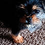 animal, black, brown, carpet, close_up, curious, cute, dog, domestic_animal, drool, floor, fur, indoor, looking_up, pet, portrait, small_dog, texture, wet_fur, young_dog
