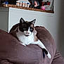 Lars is registered to the contest to win money with this photo: animal, black_fur, blue_eyes, brown_couch, cat, comfort, cozy, domestic_animal, feline, furniture, home, indoor, living_room, lounging, pet, photo_frame, relaxed, resting, shelf, white_fur