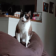 Lars joined the competition — help win amazing prizes! blue_eyes, brown_and_white, cat, countertop, curious, cushion, domestic_animal, ears, fur, furniture, household_items, indoor, living_room, mammal, pet, relaxed, seated, soft_lighting, wall_art, whiskers