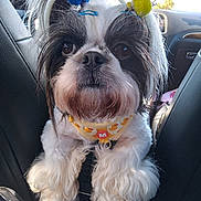 Chloe joined the competition — help win amazing prizes! dog, shih_tzu, fluffy, car_interior, pet, pom_poms, harness, black_and_white, close_up, cute, animal, fur, seat, window, daylight, car_seat, front_view, pet_accessory, portrait, small_dog