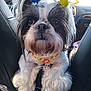 dog, shih_tzu, fluffy, car_interior, pet, pom_poms, harness, black_and_white, close_up, cute, animal, fur, seat, window, daylight, car_seat, front_view, pet_accessory, portrait, small_dog