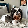 animal, bed, blanket, cozy, cute, decor, dog, domestic, fur, furniture, home, indoor, laying_down, pet, pillows, portrait, resting, shih_tzu, small_dog, wall_art