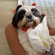 Chloe is registered to the contest to win money with this photo: animal, black_and_white, close_up, companion, curious, cute, dog, floor, fur, human_leg, indoor, lap, pet, red_accessory, relaxed, rug, sitting, small_dog, stained, tissue