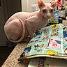 sphynx_cat, cat, hairless_cat, heterochromia, countertop, pouch, zipper, illustration, flowers, bottle, indoor, pet, curious, feline, table, container, household, light_switch, closeup, looking