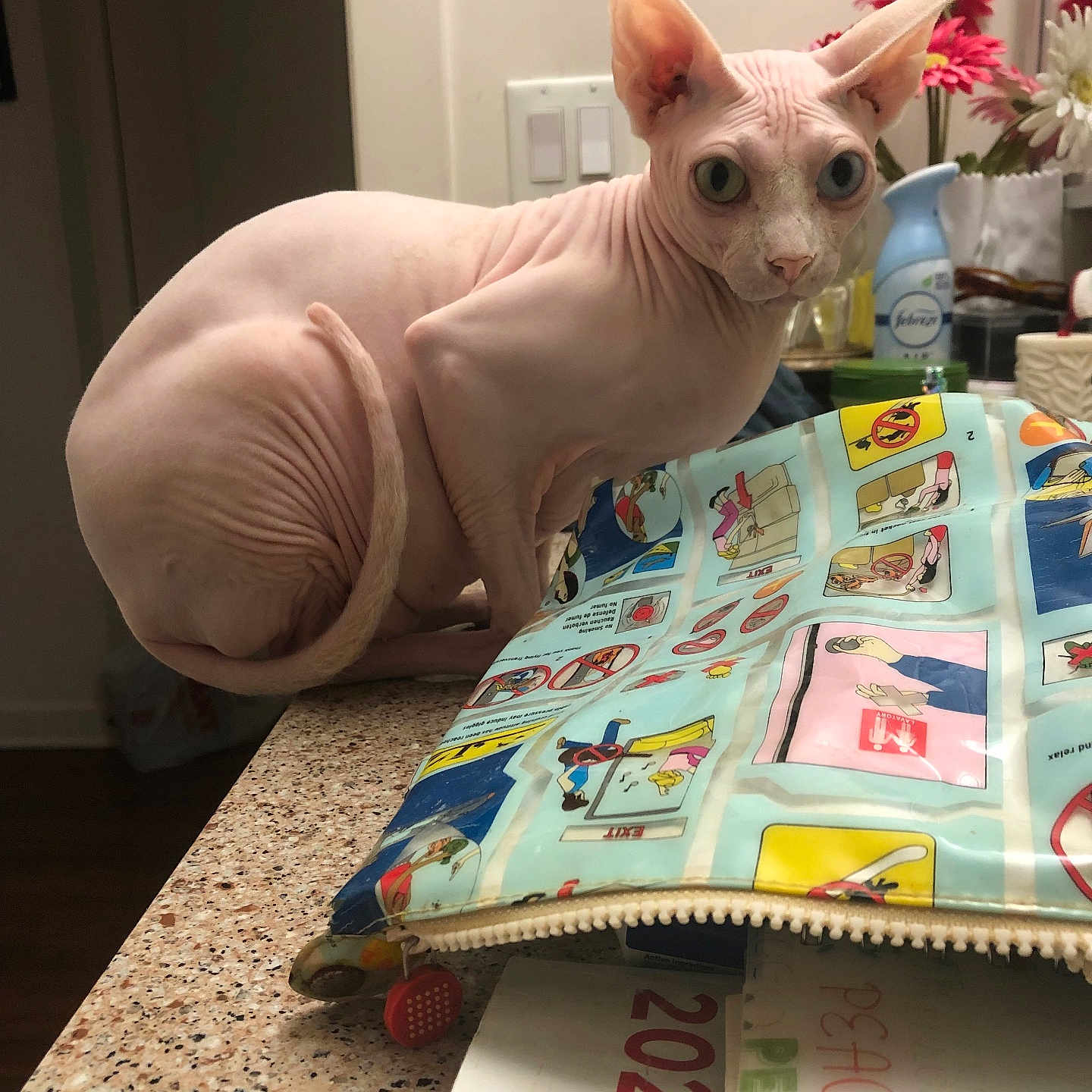 Batman is registered to the contest to win money with this photo: sphynx_cat, cat, hairless_cat, heterochromia, countertop, pouch, zipper, illustration, flowers, bottle, indoor, pet, curious, feline, table, container, household, light_switch, closeup, looking
