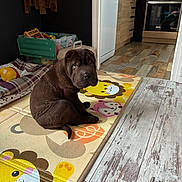 Bao a rejoint le concours — aidez-le/la à gagner de superbes lots ! animal, brown_dog, cozy, cute, dog, domestic_animal, floor, floor_mat, furniture, home, indoor, kitchen, pet, play_area, puppy, room, sitting, toys, wooden_floor, young_dog