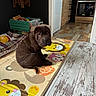 animal, brown_dog, cozy, cute, dog, domestic_animal, floor, floor_mat, furniture, home, indoor, kitchen, pet, play_area, puppy, room, sitting, toys, wooden_floor, young_dog