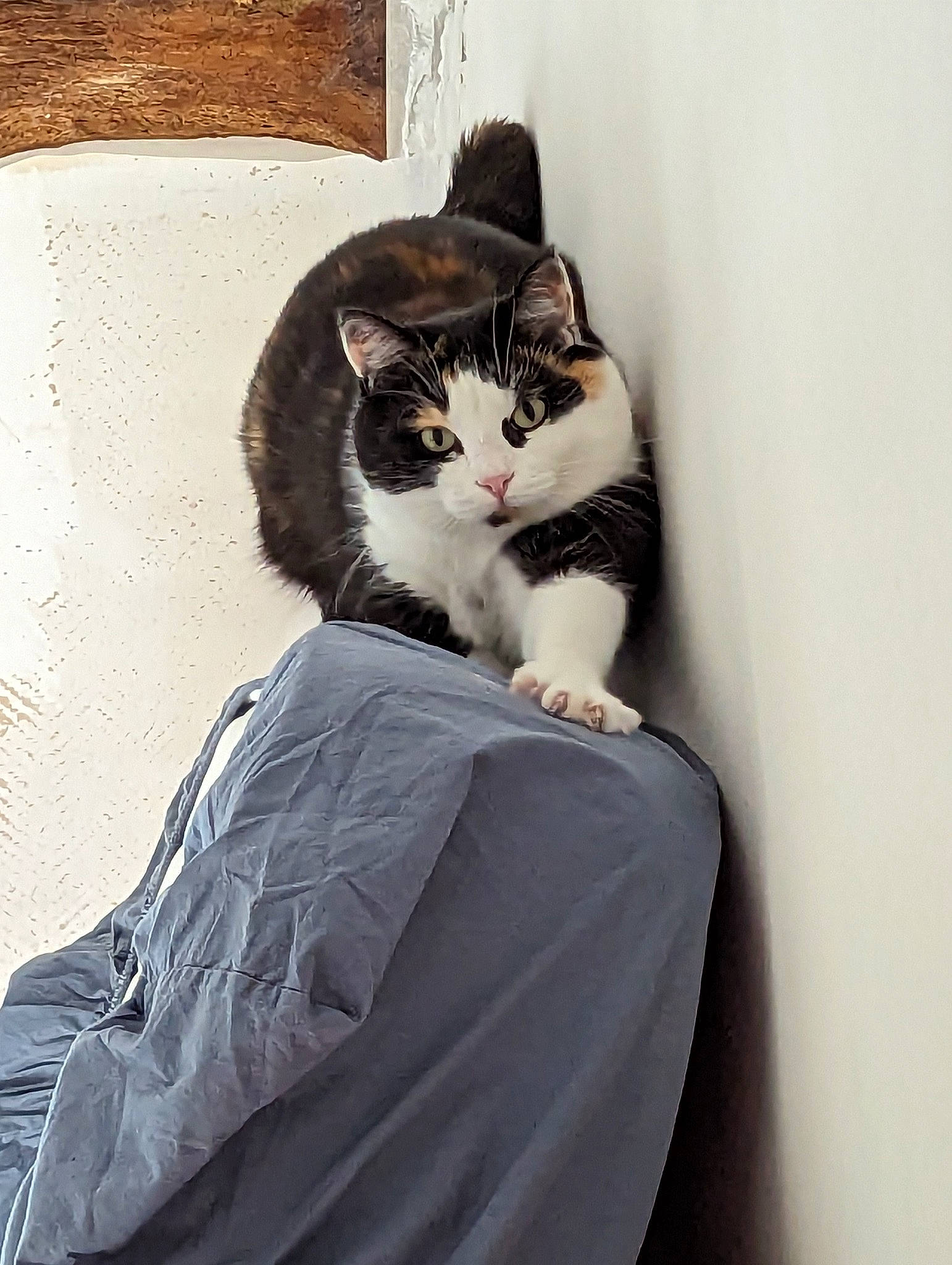 Nirvana participe au concours pour gagner de l'argent avec cette photo : carnivore, cat, comfort, domestic_short_haired_cat, felidae, formal_wear, fur, grey, human_leg, leg, linens, sitting, small_to_medium_sized_cats, stairs, tail, textile, tree, whiskers, window, wood