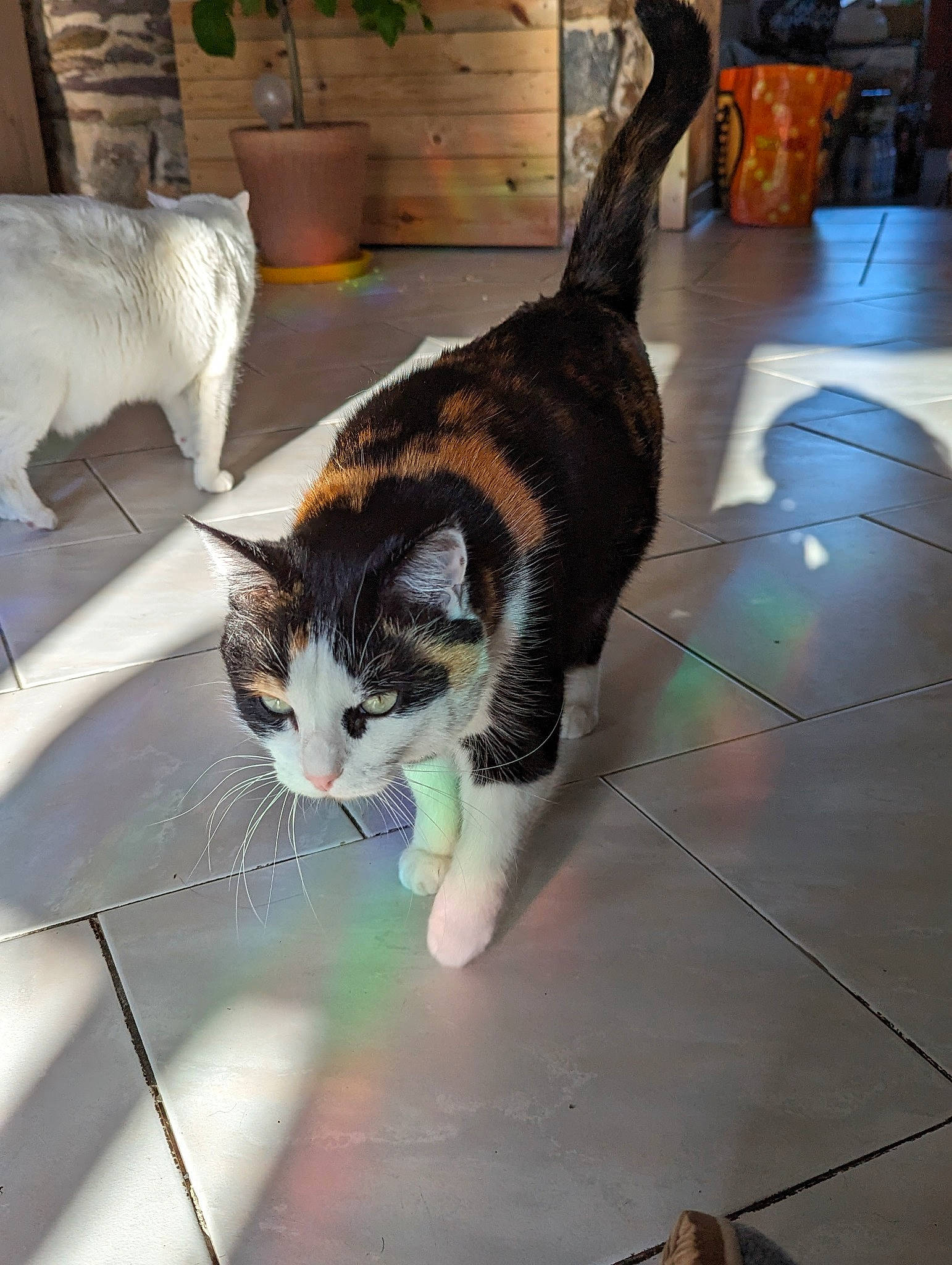 Nirvana participe au concours pour gagner de l'argent avec cette photo : carnivore, cat, claw, collar, domestic_short_haired_cat, felidae, floor, flooring, foot, fur, houseplant, plant, small_to_medium_sized_cats, snout, sporting_group, tail, terrestrial_animal, tile_flooring, whiskers, wood