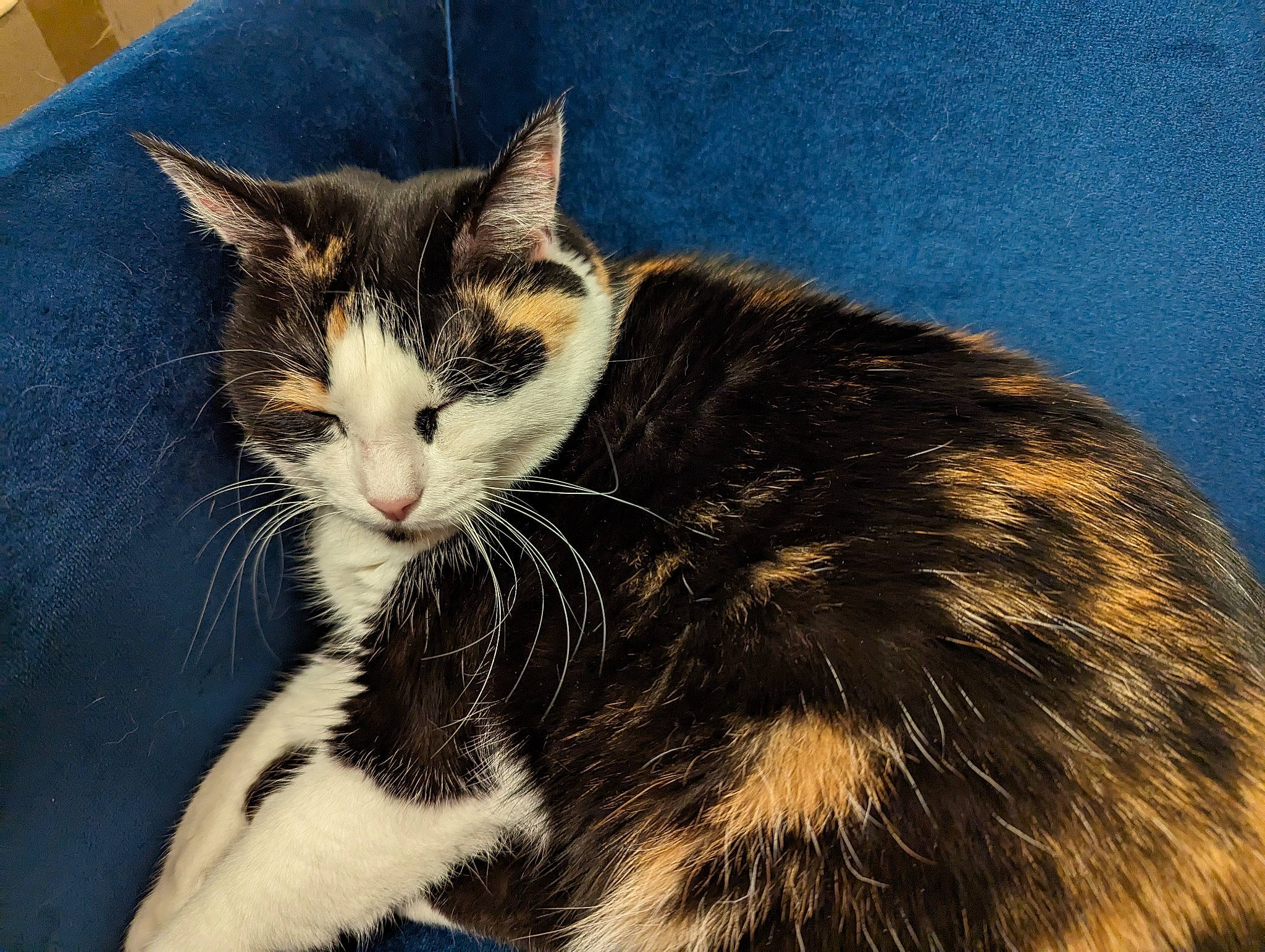 Nirvana participe au concours pour gagner de l'argent avec cette photo : carnivore, cat, comfort, domestic_short_haired_cat, felidae, fur, grass, paw, sitting, small_to_medium_sized_cats, tail, whiskers, window