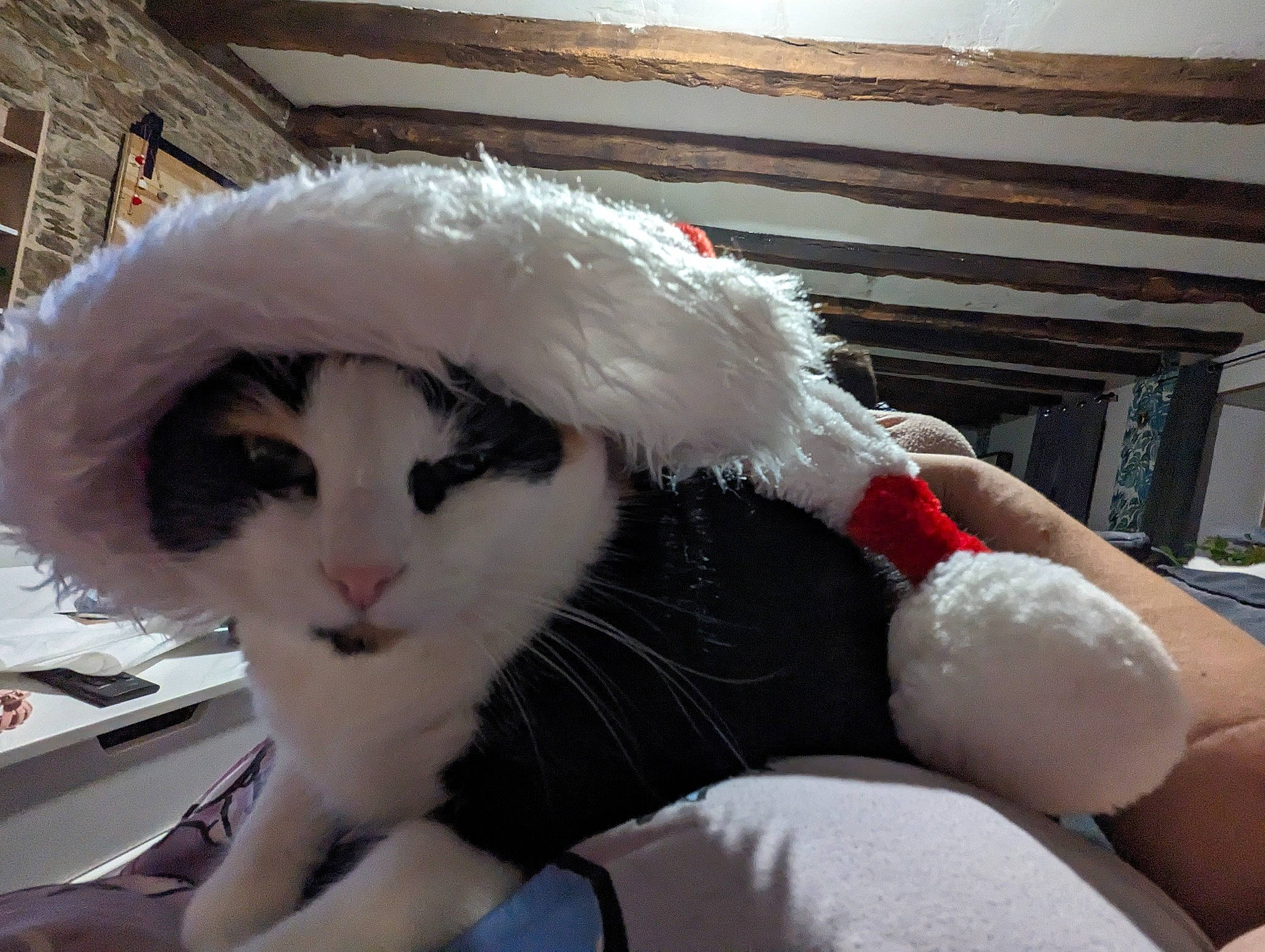 Nirvana a rejoint le concours — aidez-le/la à gagner de superbes lots ! art, cap, event, eye, eyelash, fashion_accessory, feather, felidae, fur, fur_clothing, hat, headgear, plush, small_to_medium_sized_cats, snout, stuffed_toy, toy, whiskers, window, wool