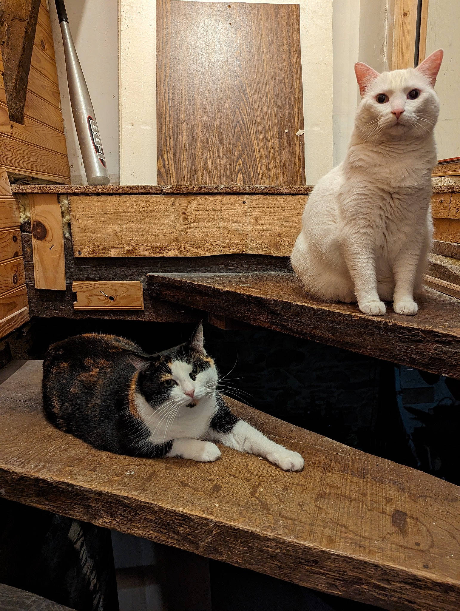 Nirvana a rejoint le concours — aidez-le/la à gagner de superbes lots ! carnivore, cat, comfort, domestic_short_haired_cat, felidae, flooring, fur, grey, mammal, paw, sitting, small_to_medium_sized_cats, snout, table, tail, vertebrate, whiskers, white, window, wood