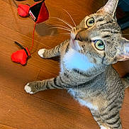 Johanna joined the competition — help win amazing prizes! cat, tabby, pet, animal, indoor, wooden_floor, toy, red, black, white_paws, whiskers, green_eyes, curious, feline, playful, domestic_cat, looking_up, floor, closeup, cute