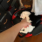 Bar Bar joined the competition — help win amazing prizes! cat, black_and_white, chair, hand, indoor, wooden_floor, drawer, clothing, furniture, pet, playful, curled_up, paw, human_arm, shoe, casual, comfort, relaxed, room, cozy