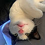 Bar Bar joined the competition — help win amazing prizes! cat, close_up, black_and_white, pink_nose, whiskers, upside_down, relaxed, indoor, fur, pet, animal, cute, lying_down, soft_surface, yellow_eyes, face, domestic_cat, cozy, resting