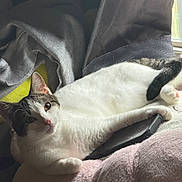 Chillena is registered to the contest to win money with this photo: cat, white_cat, tabby, indoor, cushion, blanket, chair, smartphone, paw, relaxed, pet, fur, window, natural_light, cozy, resting, domestic_animal, pink, soft_texture, home