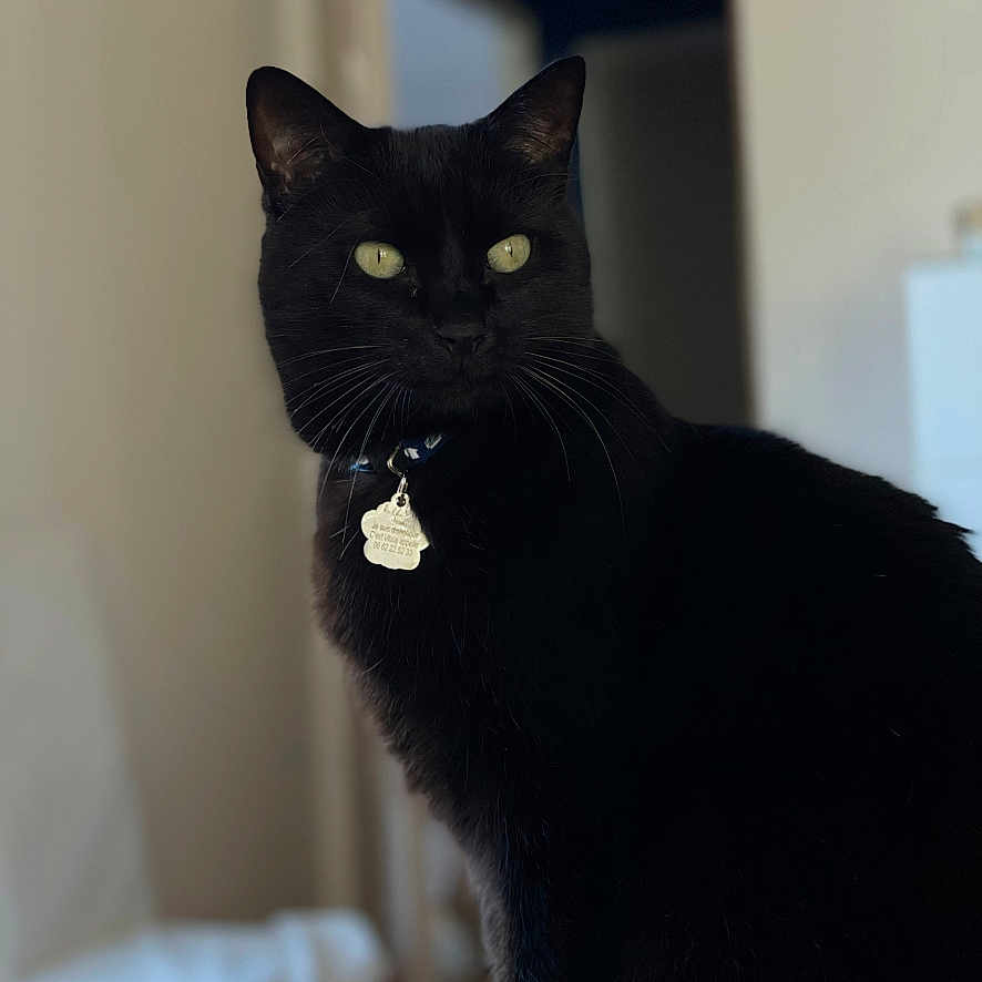 Lily participe au concours pour gagner de l'argent avec cette photo : animal, blackcat, cat, manx, pet