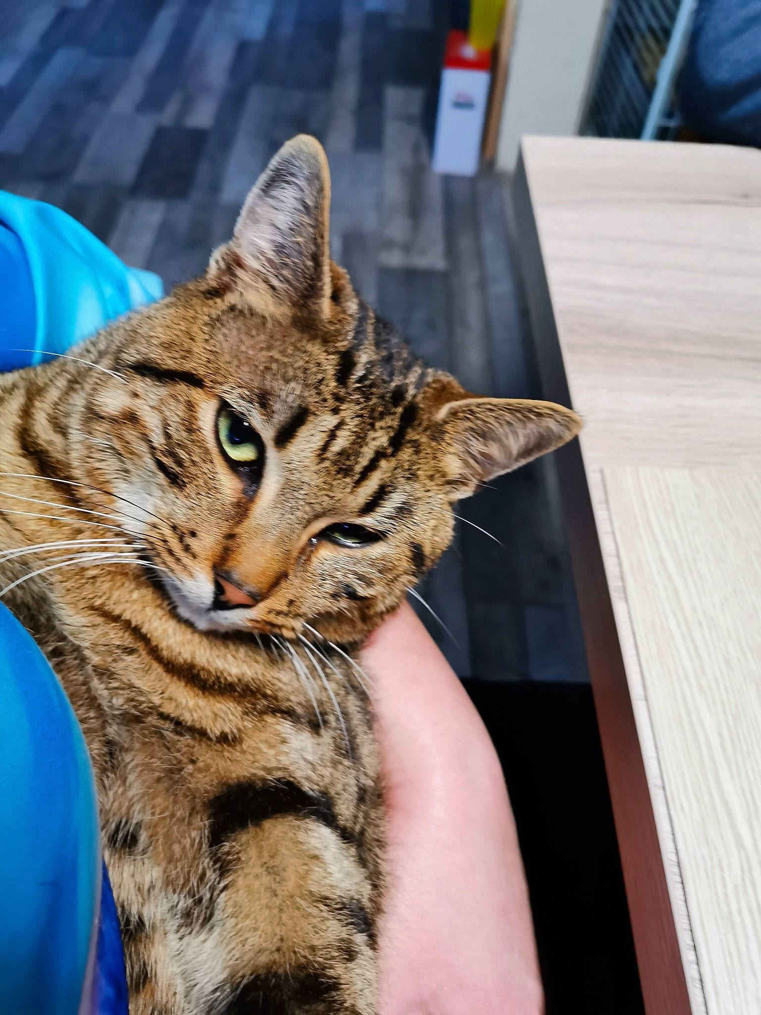 Petit Loup a rejoint le concours — aidez-le/la à gagner de superbes lots ! american_shorthair, asian, bengal, california_spangled, carnivore, cat, domestic_short_haired_cat, dragon_li, european_shorthair, felidae, fur, kitten, mammal, ocicat, small_to_medium_sized_cats, sokoke, tabby_cat, toyger, vertebrate, whiskers