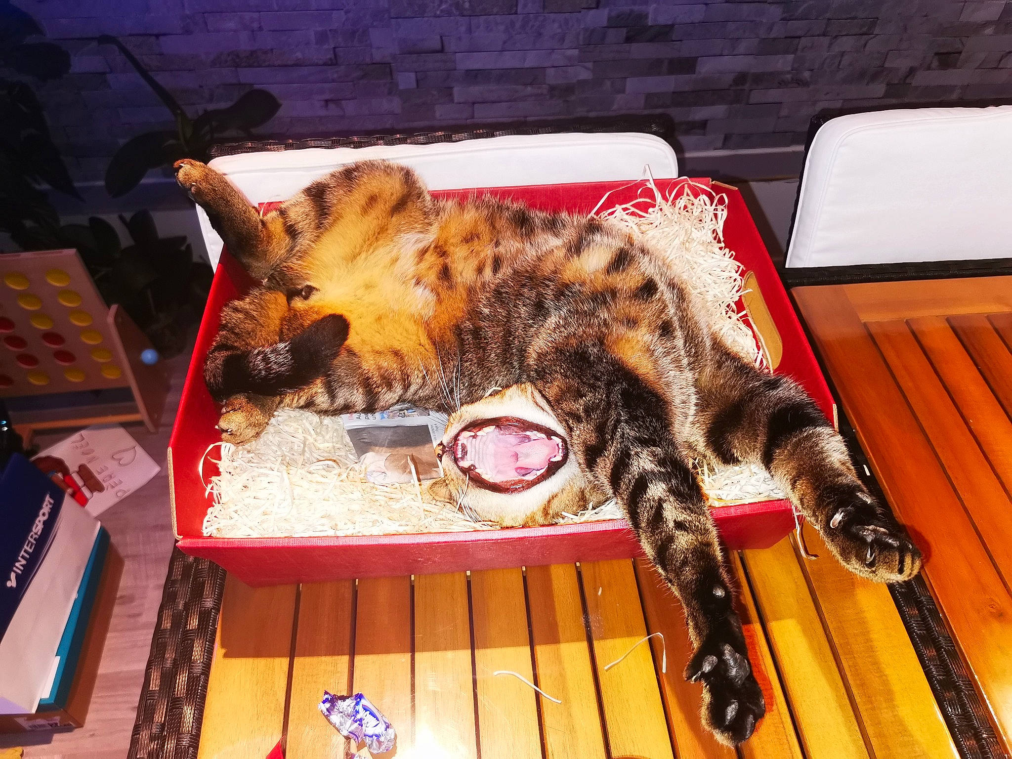 Petit Loup participe au concours pour gagner de l'argent avec cette photo : canidae, carnivore, cat, claw, domestic_short_haired_cat, fawn, felidae, fur, hardwood, paw, room, small_to_medium_sized_cats, snout, sporting_group, table, tail, terrestrial_animal, textile, whiskers, wood