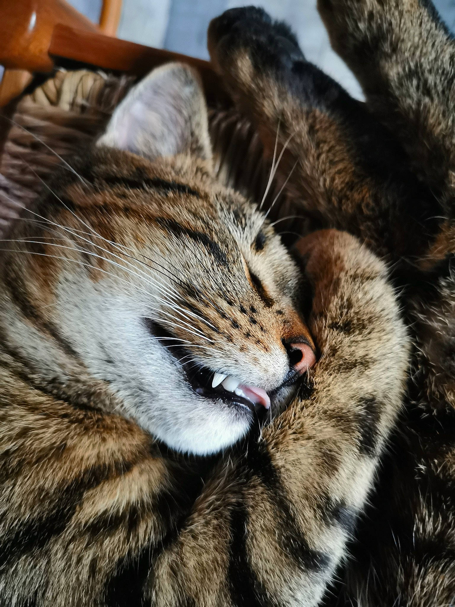 Petit Loup a rejoint le concours — aidez-le/la à gagner de superbes lots ! asian, carnivore, cat, claw, close_up, domestic_short_haired_cat, dragon_li, egyptian_mau, european_shorthair, eye, felidae, fur, kitten, nose, small_to_medium_sized_cats, snout, tabby_cat, whiskers, wild_cat, wildlife