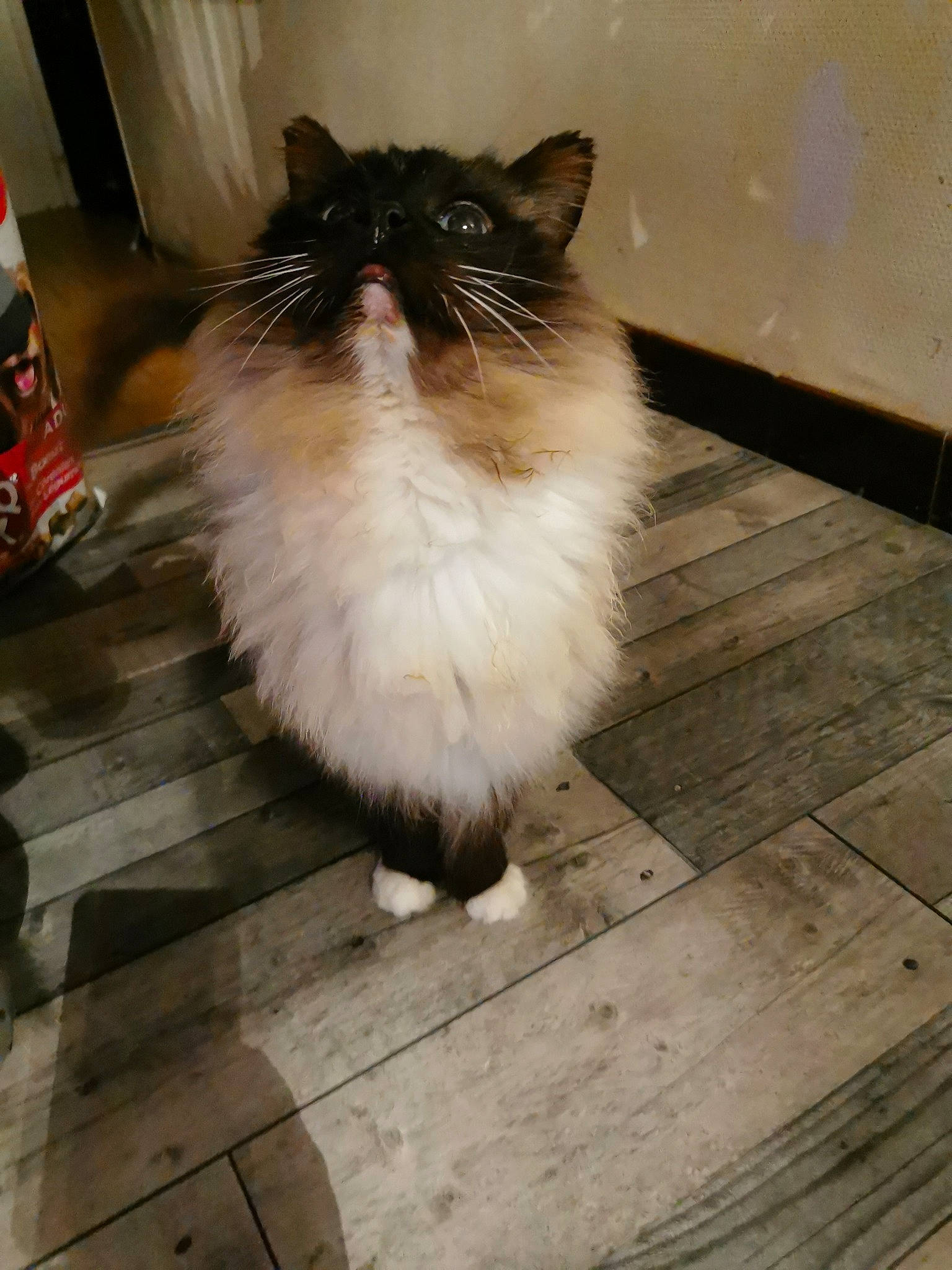 Celena participe au concours pour gagner de l'argent avec cette photo : asian_semi_longhair, birman, carnivore, cat, domestic_long_haired_cat, felidae, floor, flooring, fur, hardwood, himalayan, mammal, norwegian_forest_cat, persian, ragamuffin, ragdoll, small_to_medium_sized_cats, tail, whiskers, wood