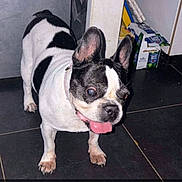 Nina participe au concours pour gagner de l'argent avec cette photo : animal, black_and_white, cabinet, cleaning_products, collar, dog, flash_photography, floor, french_bulldog, funny, indoors, kitchen, large_ears, pet, pink_collar, portrait, short_snout, standing, tile_floor, tongue_out