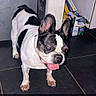 animal, black_and_white, cabinet, cleaning_products, collar, dog, flash_photography, floor, french_bulldog, funny, indoors, kitchen, large_ears, pet, pink_collar, portrait, short_snout, standing, tile_floor, tongue_out
