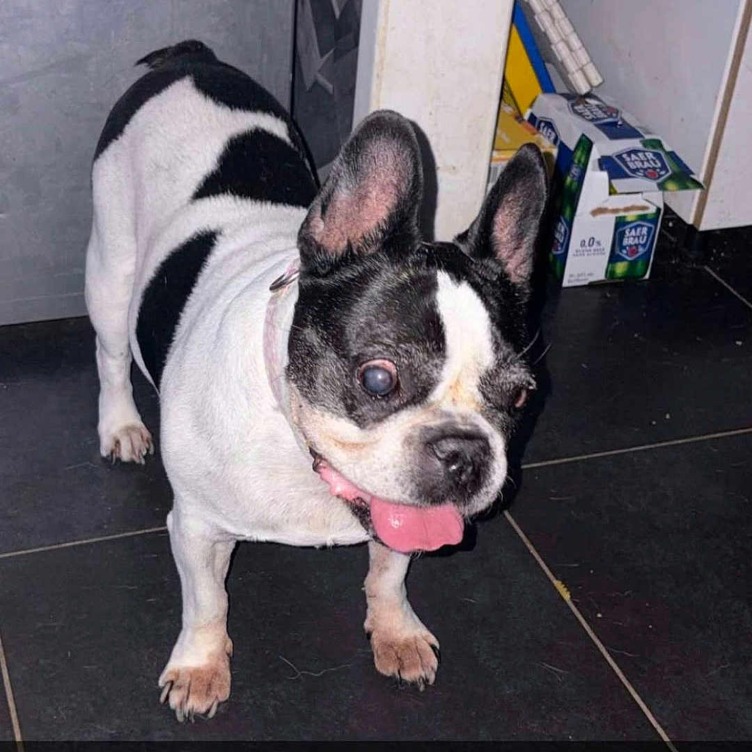 Nina participe au concours pour gagner de l'argent avec cette photo : animal, black_and_white, cabinet, cleaning_products, collar, dog, flash_photography, floor, french_bulldog, funny, indoors, kitchen, large_ears, pet, pink_collar, portrait, short_snout, standing, tile_floor, tongue_out