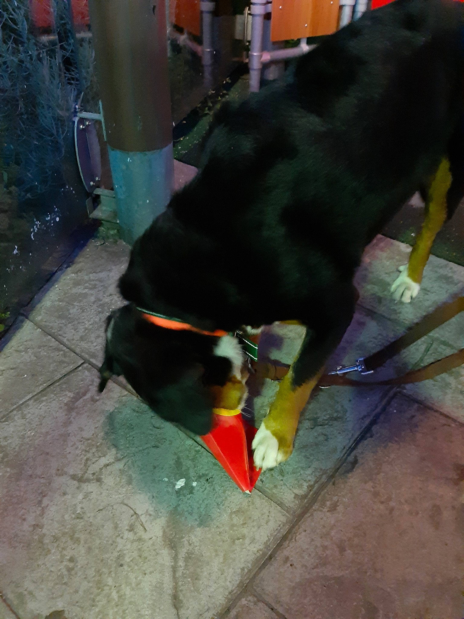 Mint a rejoint le concours — aidez-le/la à gagner de superbes lots ! canidae, carnivore, dog, dog_breed, guard_dog, rottweiler, sporting_group, tail, working_dog