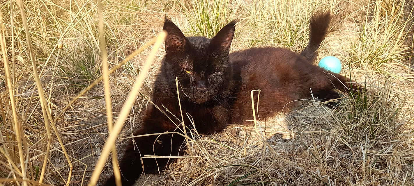 Mac Fly participe au concours pour gagner de l'argent avec cette photo : black_cat, bombay, carnivore, cat, domestic_short_haired_cat, fawn, felidae, fur, grass, grassland, pasture, plant, sitting, small_to_medium_sized_cats, snout, soil, tail, terrestrial_animal, whiskers, wildlife