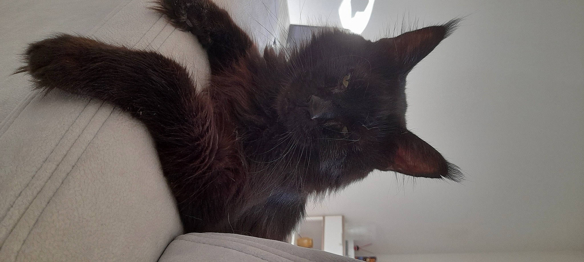 Mac Fly participe au concours pour gagner de l'argent avec cette photo : black_cat, carnivore, cat, claw, comfort, domestic_short_haired_cat, ear, eye, felidae, fur, gesture, grey, human_leg, paw, small_to_medium_sized_cats, snout, tail, tree, whiskers, window