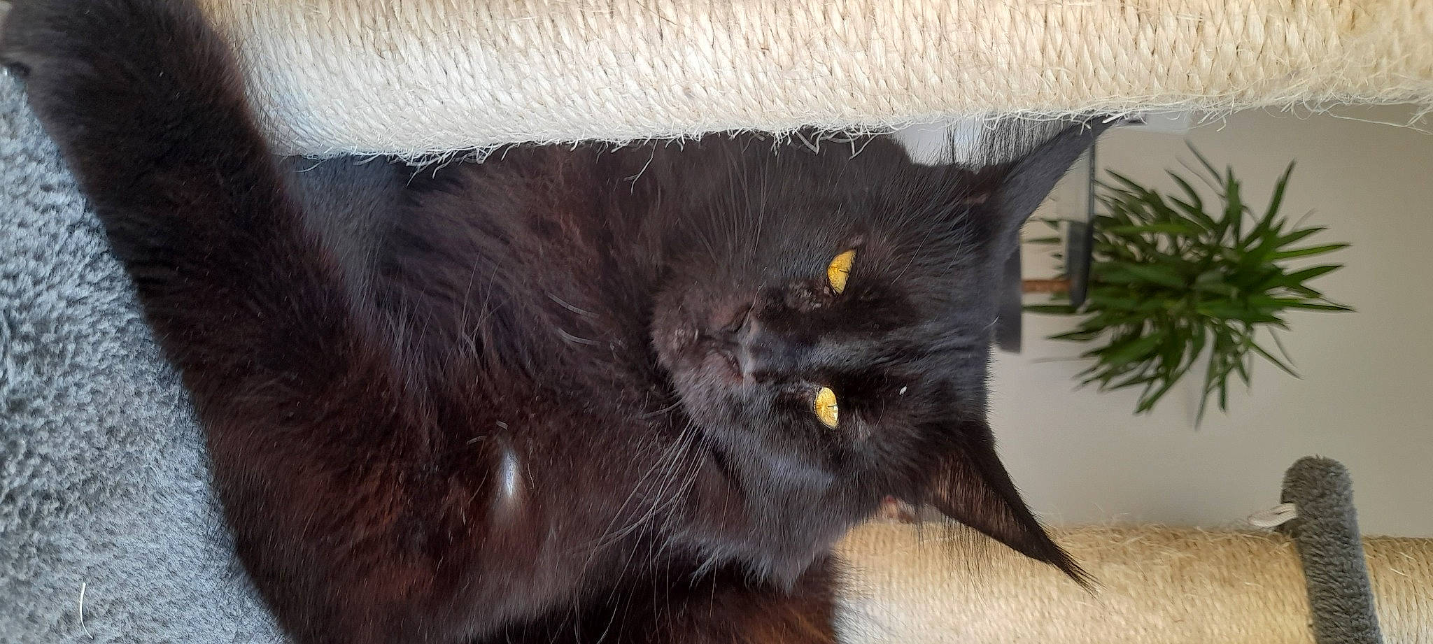 Mac Fly a rejoint le concours — aidez-le/la à gagner de superbes lots ! black_cat, bombay, carnivore, cat, claw, domestic_short_haired_cat, felidae, fur, plant, small_to_medium_sized_cats, snout, tail, terrestrial_animal, whiskers