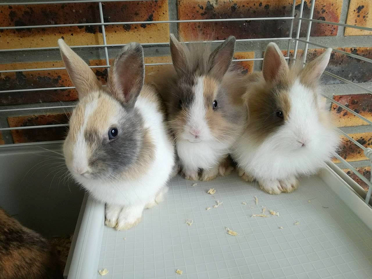 Bella a rejoint le concours — aidez-le/la à gagner de superbes lots ! angora_rabbit, domestic_rabbit, ear, fawn, hare, mammal, rabbit, rabbits_and_hares, whiskers, wood_rabbit