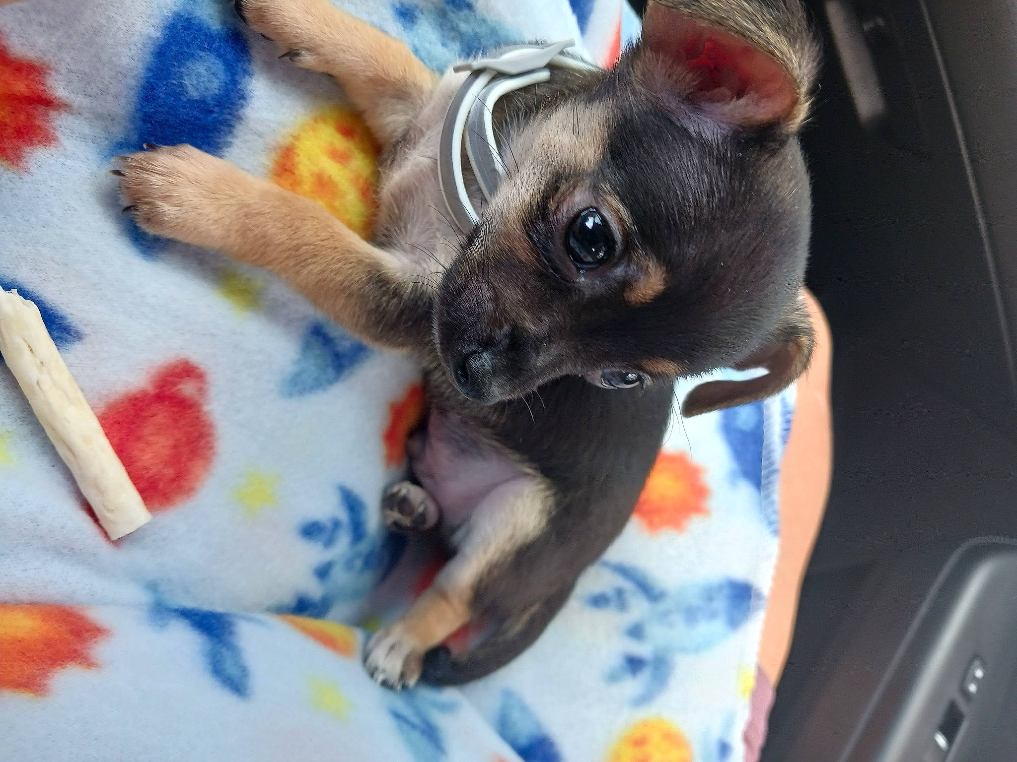 Iggy joined the competition — help win amazing prizes! canidae, carnivore, claw, comfort, companion_dog, dog, dog_breed, ear, fawn, fur, liver, non_sporting_group, paw, puppy, snout, sporting_group, toy_dog, whiskers, windshield, working_animal