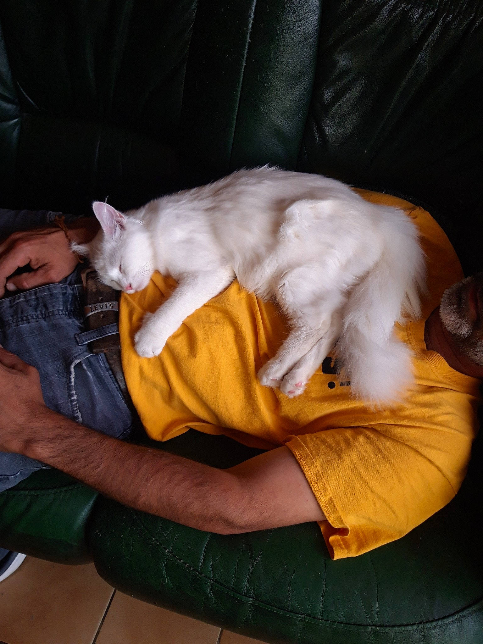 Mia a rejoint le concours — aidez-le/la à gagner de superbes lots ! canidae, carnivore, cat, felidae, fur, kitten, lap, leg, nap, norwegian_forest_cat, sleep, small_to_medium_sized_cats, tail, turkish_angora, turkish_van, whiskers