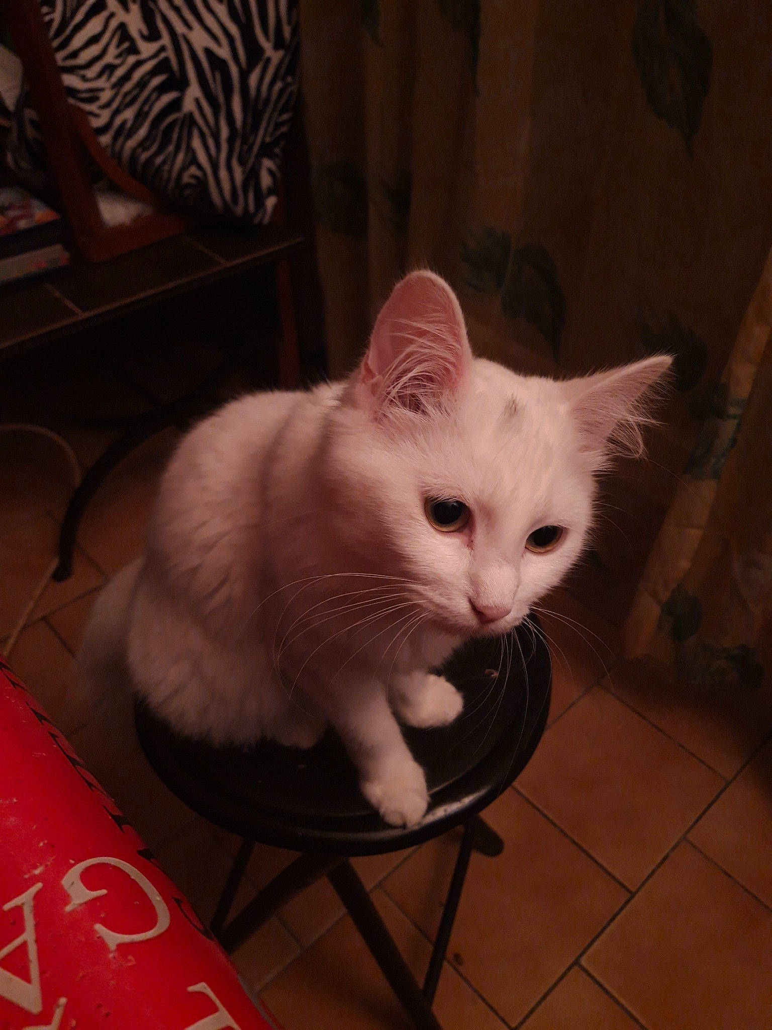 Mia a rejoint le concours — aidez-le/la à gagner de superbes lots ! asian, burmilla, carnivore, cat, colorpoint_shorthair, domestic_short_haired_cat, ear, eye, felidae, fur, khao_manee, kitten, mammal, small_to_medium_sized_cats, tail, turkish_angora, turkish_van, whiskers, white