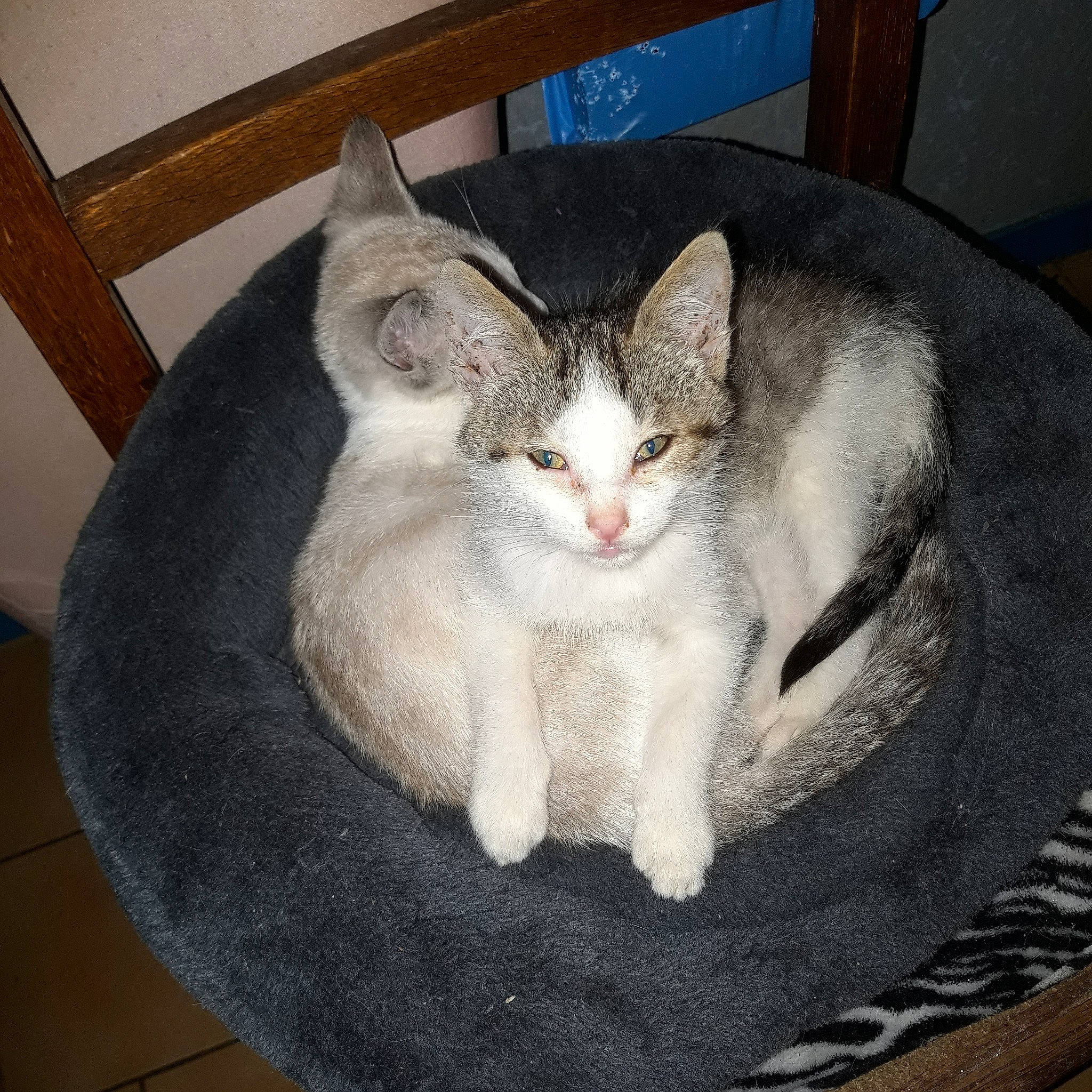 Mike a rejoint le concours — aidez-le/la à gagner de superbes lots ! aegean_cat, american_wirehair, asian, carnivore, cat, cat_bed, domestic_short_haired_cat, european_shorthair, felidae, kitten, mammal, ojos_azules, small_to_medium_sized_cats, whiskers