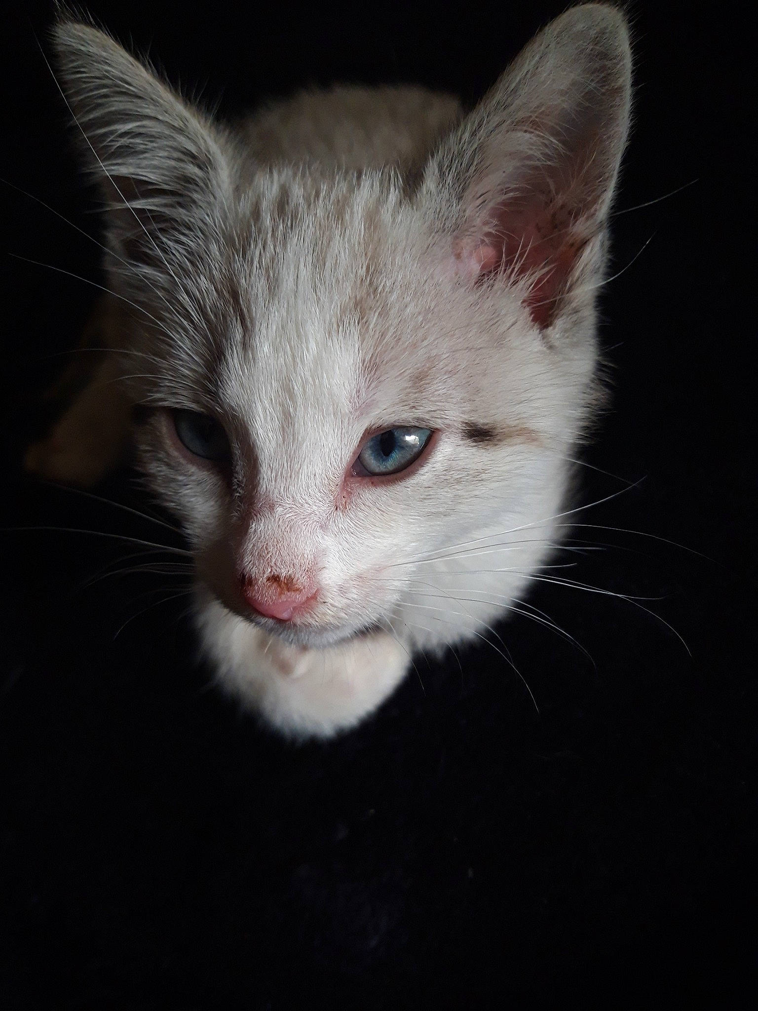 Moana a rejoint le concours — aidez-le/la à gagner de superbes lots ! american_wirehair, asian, black_and_white, burmilla, carnivore, cat, domestic_short_haired_cat, ear, eye, felidae, german_rex, kitten, mammal, nose, ojos_azules, small_to_medium_sized_cats, snout, turkish_angora, vertebrate, whiskers