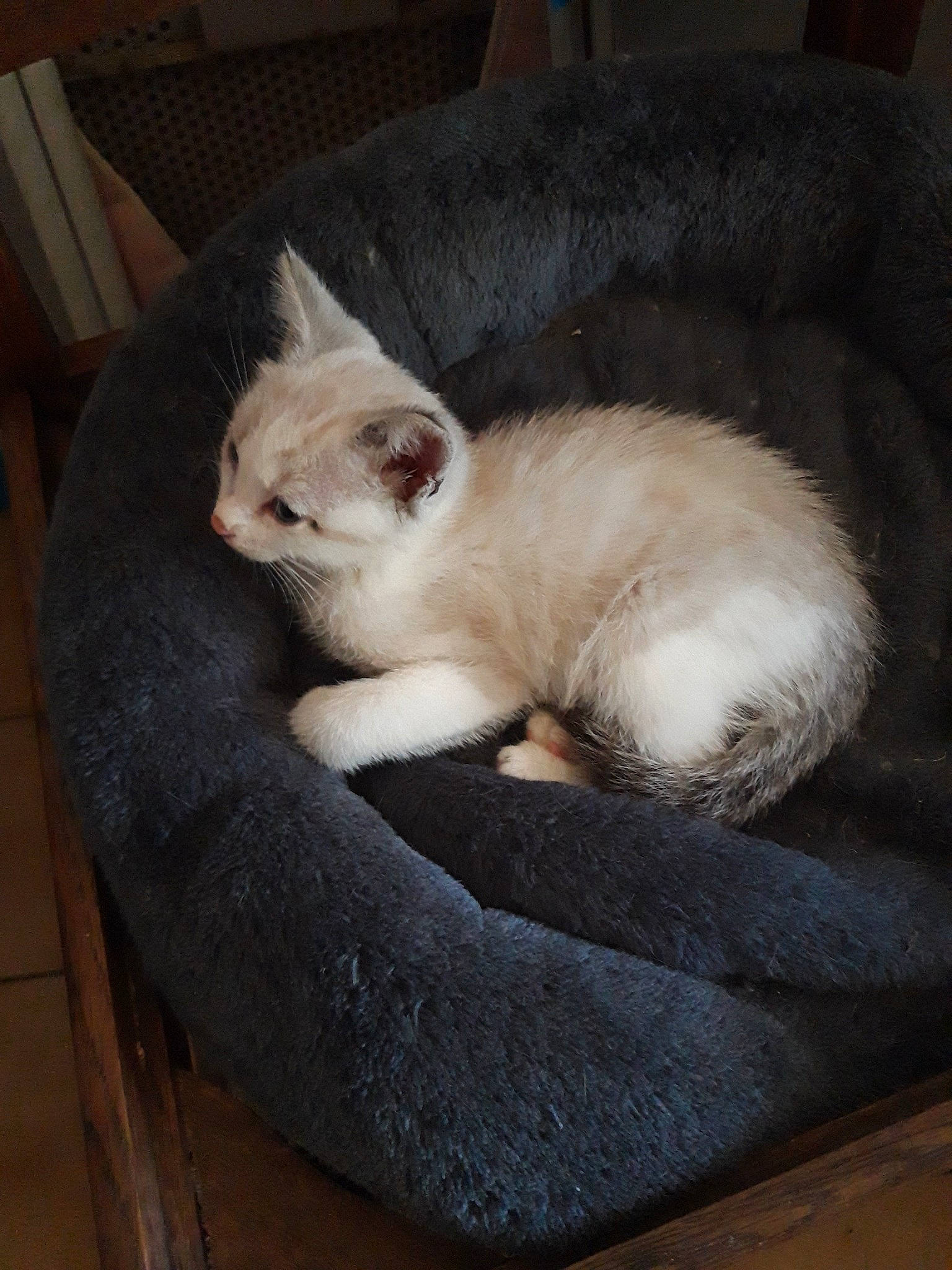 Moana a rejoint le concours — aidez-le/la à gagner de superbes lots ! asian, balinese, british_shorthair, burmilla, carnivore, cat, cat_bed, cat_supply, colorpoint_shorthair, domestic_short_haired_cat, fawn, felidae, fur, kitten, mammal, ojos_azules, small_to_medium_sized_cats, tail, vertebrate, whiskers