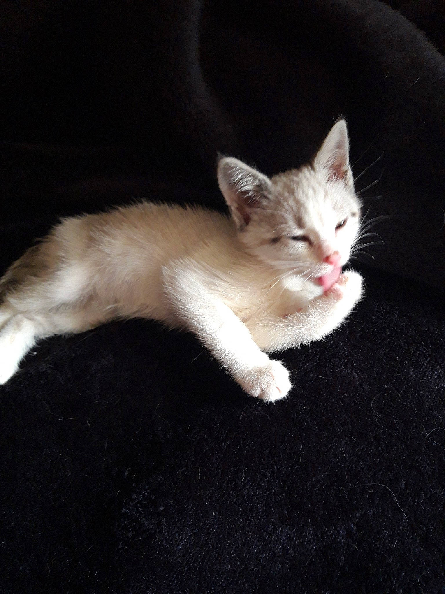 Moana a rejoint le concours — aidez-le/la à gagner de superbes lots ! aegean_cat, american_wirehair, asian, burmilla, carnivore, cat, domestic_short_haired_cat, european_shorthair, fawn, felidae, fur, kitten, mammal, ojos_azules, paw, polydactyl_cat, small_to_medium_sized_cats, tail, turkish_angora, whiskers