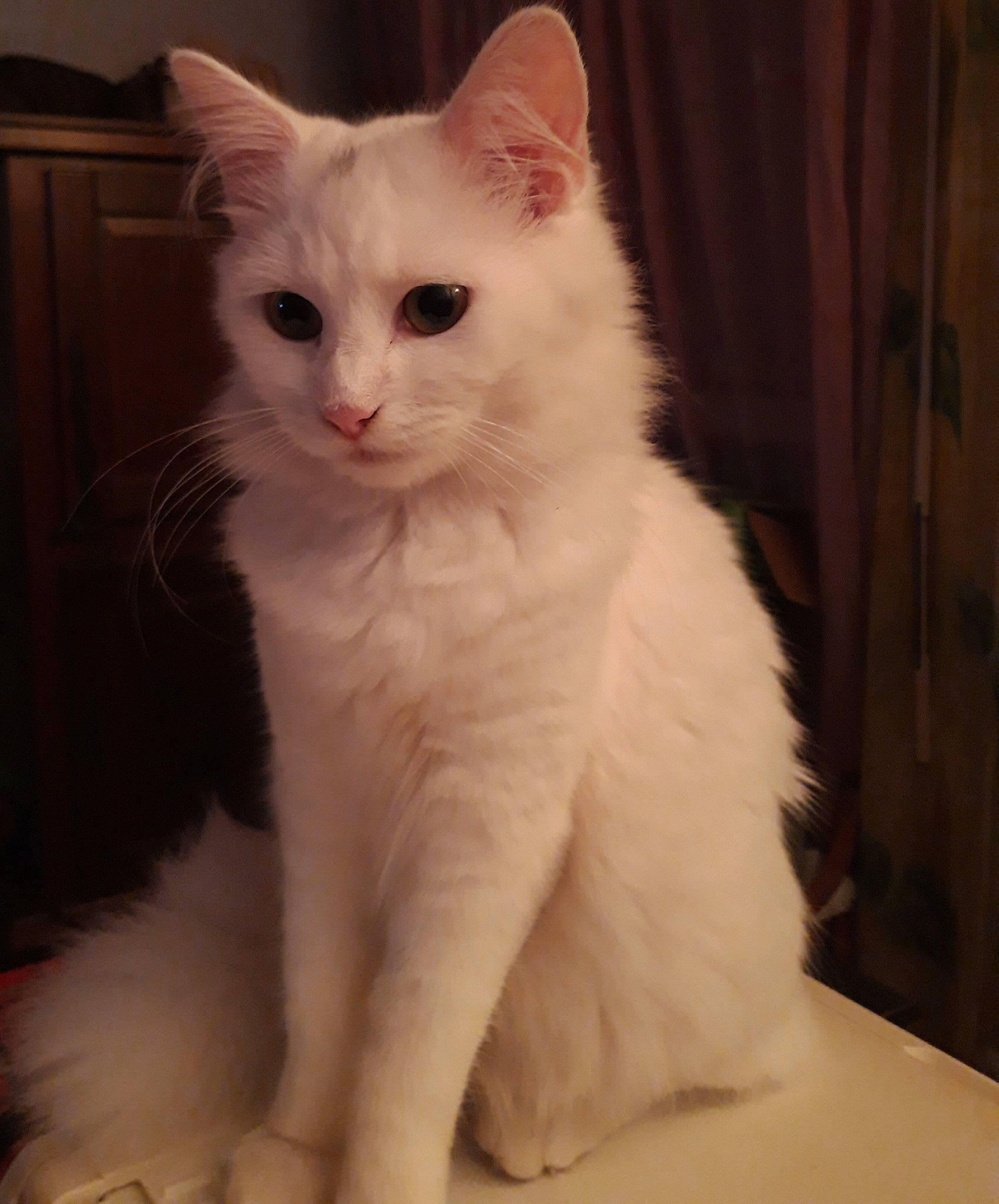 Iris participe au concours pour gagner de l'argent avec cette photo : american_curl, british_semi_longhair, burmilla, carnivore, cat, domestic_long_haired_cat, eye, felidae, japanese_bobtail, javanese, khao_manee, mammal, norwegian_forest_cat, ragdoll, small_to_medium_sized_cats, tail, turkish_angora, turkish_van, vertebrate, whiskers