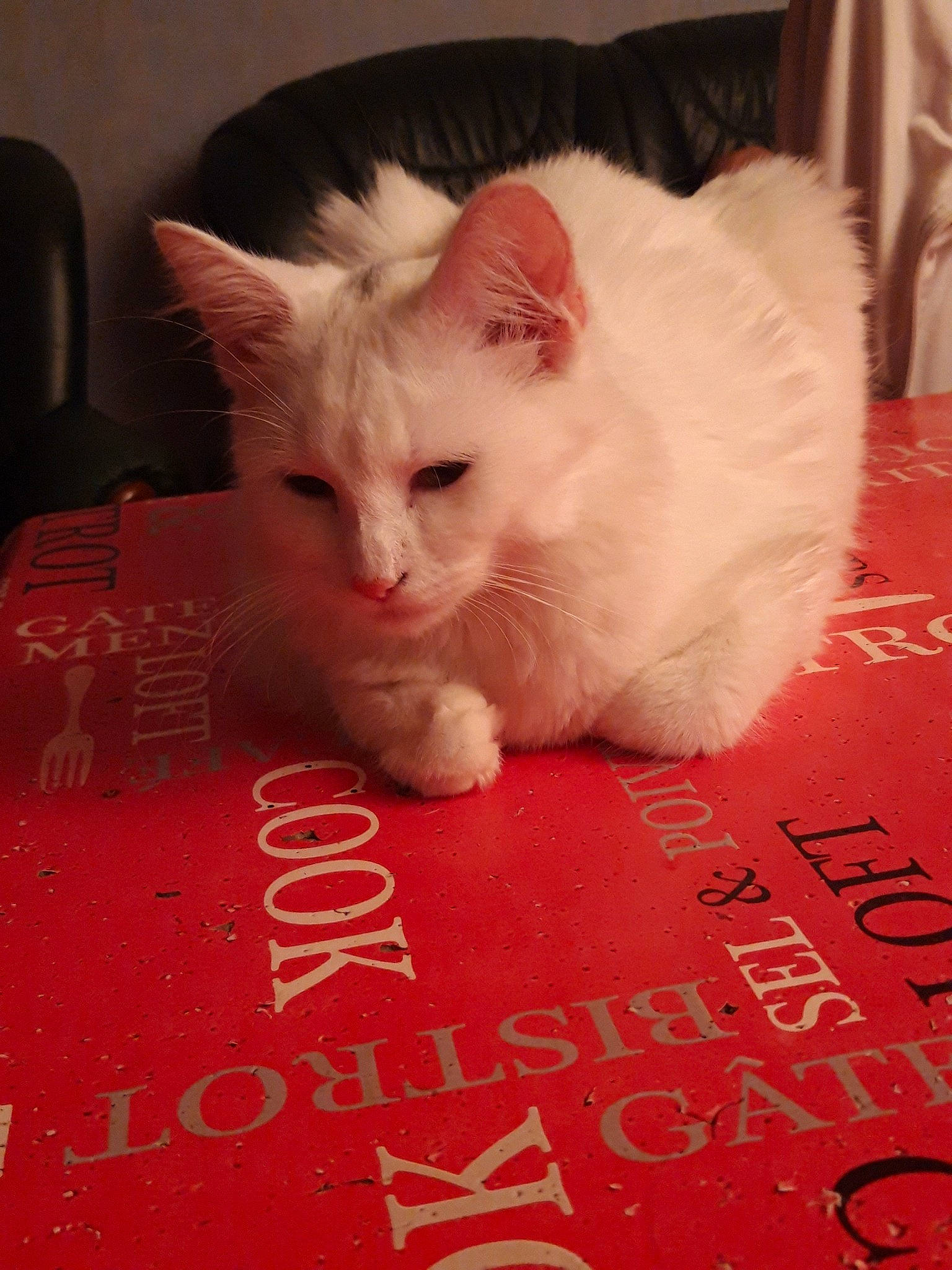 Iris participe au concours pour gagner de l'argent avec cette photo : asian, burmilla, carnivore, cat, domestic_short_haired_cat, felidae, fur, khao_manee, kitten, mammal, paw, photo_caption, ragdoll, small_to_medium_sized_cats, tail, turkish_angora, turkish_van, whiskers