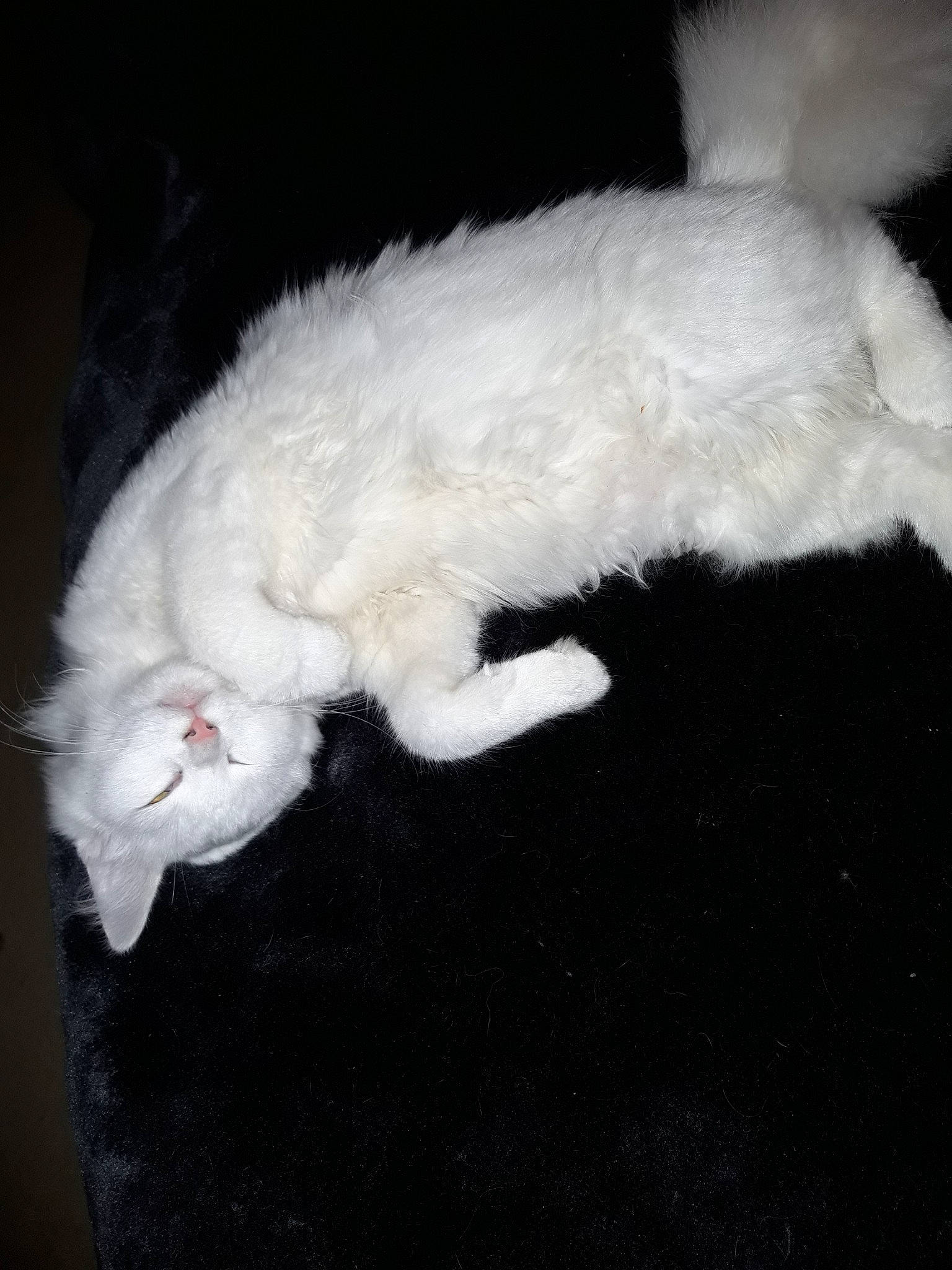 Iris participe au concours pour gagner de l'argent avec cette photo : carnivore, cat, domestic_long_haired_cat, felidae, fur, kitten, persian, small_to_medium_sized_cats, tail, turkish_angora, turkish_van, whiskers, white