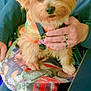 dog, small_dog, pet, lap, person, hand, ring, harness, fur, brown_eyes, indoor, sitting, colorful_bag, pattern, clothing, table_edge, casual, closeup, companion, cute