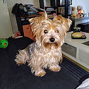 Ryoko a rejoint le concours — aidez-le/la à gagner de superbes lots ! dog, small_dog, fluffy, living_room, couch, toy, doll, bookshelf, indoor, pet, fur, black_couch, table, household_items, carpet, domestic_animal, cute, attentive, furniture, relaxed