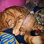 cat, ginger_cat, pet, sleeping, curled_up, paw, paw_pad, tail, blanket, plush_toy, pillow, indoor, fur, close_up, cozy, nap, whiskers, collar, cushion, flash_lighting